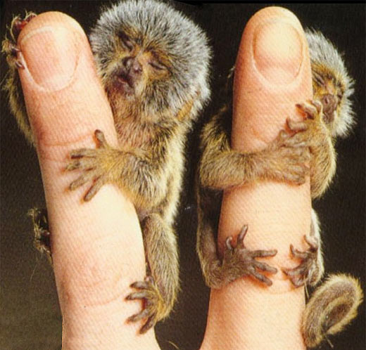 baby-pygmy-marmosets2.jpg
